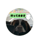 セントバーナードのももちゃんスタンプ（個別スタンプ：5）
