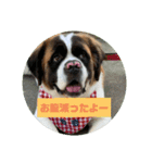 セントバーナードのももちゃんスタンプ（個別スタンプ：6）