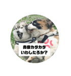 セントバーナードのももちゃんスタンプ（個別スタンプ：9）
