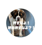 セントバーナードのももちゃんスタンプ（個別スタンプ：11）