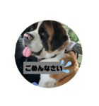 セントバーナードのももちゃんスタンプ（個別スタンプ：14）