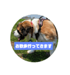 セントバーナードのももちゃんスタンプ（個別スタンプ：15）