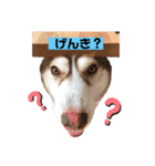 ハスキーのかいくん その1（個別スタンプ：3）