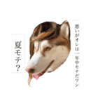 ハスキーのかいくん その1（個別スタンプ：13）