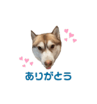 ハスキーのかいくん その1（個別スタンプ：24）
