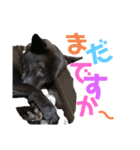 ベンちゃんのスタンプ2020（個別スタンプ：1）