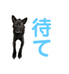 ベンちゃんのスタンプ2020（個別スタンプ：9）