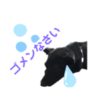 ベンちゃんのスタンプ2020（個別スタンプ：16）