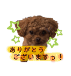 犬♡トイプードル実写2（個別スタンプ：3）