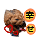 犬♡トイプードル実写2（個別スタンプ：5）