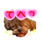 犬♡トイプードル実写2（個別スタンプ：6）