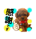 犬♡トイプードル実写2（個別スタンプ：9）