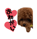 犬♡トイプードル実写2（個別スタンプ：10）
