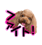 犬♡トイプードル実写2（個別スタンプ：12）