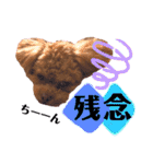 犬♡トイプードル実写2（個別スタンプ：14）