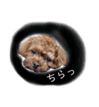 犬♡トイプードル実写2（個別スタンプ：15）
