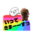 犬♡トイプードル実写2（個別スタンプ：16）