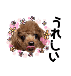 犬♡トイプードル実写2（個別スタンプ：17）