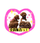 犬♡トイプードル実写2（個別スタンプ：18）