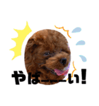 犬♡トイプードル実写2（個別スタンプ：19）