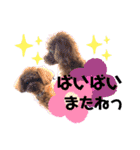犬♡トイプードル実写2（個別スタンプ：20）