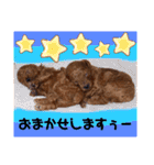 犬♡トイプードル実写2（個別スタンプ：21）