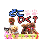 犬♡トイプードル実写2（個別スタンプ：22）