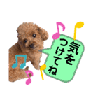 犬♡トイプードル実写2（個別スタンプ：23）