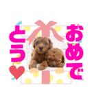 犬♡トイプードル実写2（個別スタンプ：24）