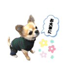 コジコジ★スタンプ 2（個別スタンプ：13）