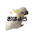 オウムのミルク（個別スタンプ：1）