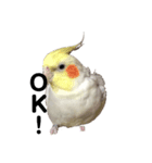 オウムのミルク（個別スタンプ：4）