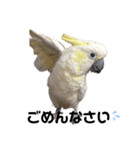 オウムのミルク（個別スタンプ：5）