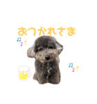 トイプードル✩むんてぃのスタンプ2（個別スタンプ：2）