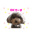 トイプードル✩むんてぃのスタンプ2（個別スタンプ：4）
