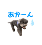 トイプードル✩むんてぃのスタンプ2（個別スタンプ：7）