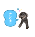 トイプードル✩むんてぃのスタンプ2（個別スタンプ：15）