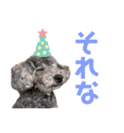 トイプードル✩むんてぃのスタンプ2（個別スタンプ：16）