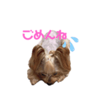 no dogs no life！（個別スタンプ：1）