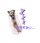 no dogs no life！（個別スタンプ：4）