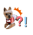 no dogs no life！（個別スタンプ：5）
