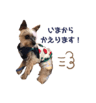 no dogs no life！（個別スタンプ：6）