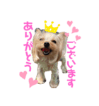no dogs no life！（個別スタンプ：7）