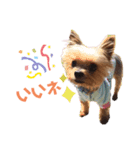 no dogs no life！（個別スタンプ：8）
