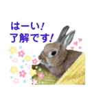 ネザーランドドワーフのピコ（個別スタンプ：3）