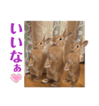 ネザーランドドワーフのピコ（個別スタンプ：5）