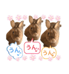 ネザーランドドワーフのピコ（個別スタンプ：9）
