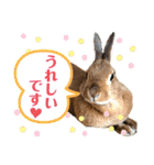 ネザーランドドワーフのピコ（個別スタンプ：11）