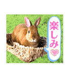 ネザーランドドワーフのピコ（個別スタンプ：13）