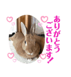 ネザーランドドワーフのピコ（個別スタンプ：16）